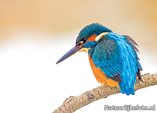 Postkarte Eisvogel - Postkarten-kaufen-online.de