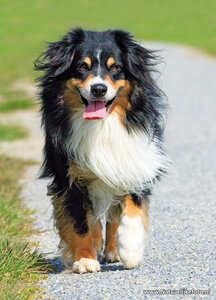 ansichtkaart hond - Mini American Shepherd