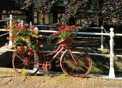 ansichtkaart fiets met bloemen