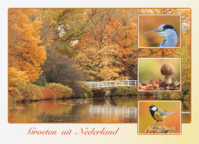 ansichtkaart groeten uit Nederland herfst