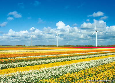 ansichtkaart windmolens met bloemen