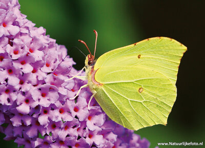 ansichtkaart Citroen vlinder kaart - postcard Lemon butterfly - postkarte schmetterling Zitronenfalter