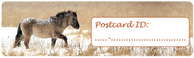 Postcard ID sticker Konikpaard