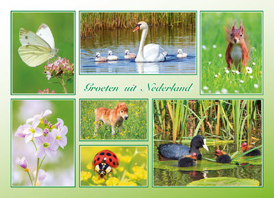 ansichtkaart groeten uit Nederland lente - Postcrossing kaarten top 100