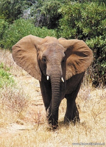 Kaart Olifant, Afrikaanse olifant, animal postcard African elephant, Afrika Tier Postkarte Afrikanische Elefant