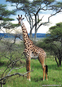 dierenkaarten Afrika Masai Giraffe, Animal postcard Africa Masai Giraffe, Afrika Tier Postkarte Masai Giraffe