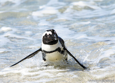 dierenkaarten Afrika Zwartvoetpinguïn, Africa animal African penguin Jackass penguin, Postkarte Pinguin