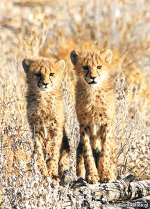 dierenkaarten dieren Afrika Jachtluipaard cheetah, cheetah postcard animals in Africa cheetah, Gepard Postkarte Tiere Afrika