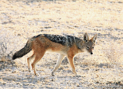 dierenkaarten Afrika Zadeljakhals, Black backed jackal postcard, Postkarte Tiere Afrika Schabrackenschakal 