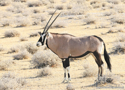 dierenkaarten Afrika Spiesbok, animal postcards Africa Oryx, Postkarte Tiere Afrika Oryxantilopen