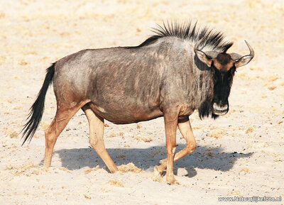 dierenkaarten ansichtkaart dieren Afrika Gnoe, animal postcards Africa Wildebeest, Postkarte Tiere Afrika Gnus