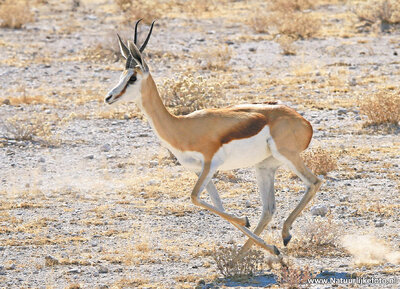 dierenkaarten ansichtkaart dieren Afrika Springbok, postcard animals in Africa Springbok, Tier Postkarte Afrika Springbok