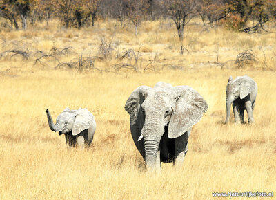 dierenkaarten ansichtkaart dieren Afrikaanse olifant, postcard animals African elephant, Afrikanische Elefanten Postkarte