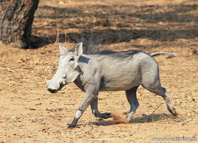 dierenkaarten ansichtkaart dieren Afrika Wrattenzwijn, postcard animals in Africa Warthog, Postkarte Afrika Tiere Warzenschwein