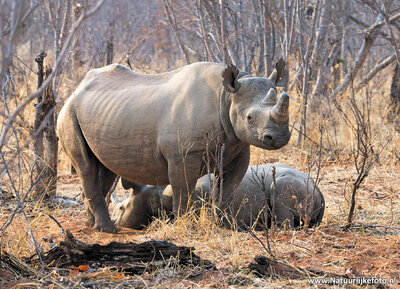 dierenkaarten ansichtkaart dieren Afrika Zwarte neushoorn , postcard Africa Black Rhinoceros, Schwarze Nashorn Postkarte