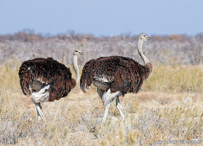 Ansichtkaart Struisvogels, Common ostrich postcard, Afrikanischer Strauß Postkarte