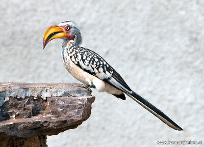 Zuidelijke geelsnavel tok, Southern yellow-billed hornbill, Südlicher Gelbschnabel toko