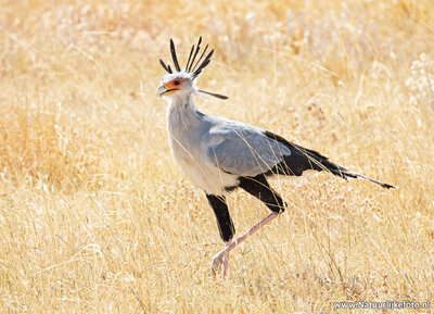 Ansichtkaart Secretarisvogel, Secretarybird postcard, Sekretär Postkarte