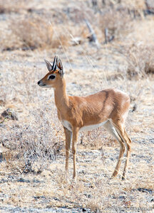 Ansichtkaart Steenbok antilope, Steenbok postcard, Steinböckchen Postkarte