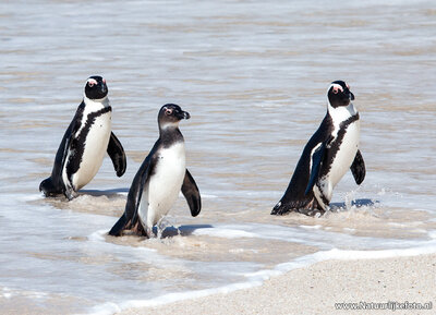 Ansichtkaart Zwartvoet pinguïns, African penguins postcard, Postkarte Brillen pinguins