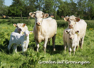 Ansichtkaart groeten uit Groningen