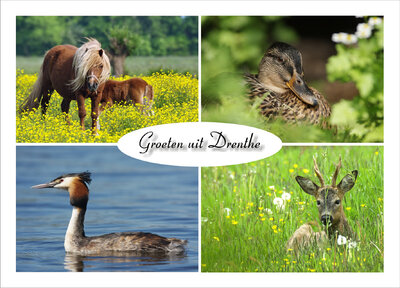 ansichtkaart dieren in Drenthe