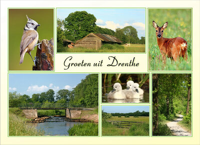 ansichtkaart landschap en dieren Drenthe