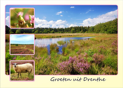 ansichtkaart heide in Drenthe