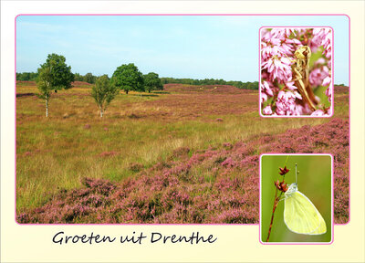 ansichtkaart heide in Drenthe