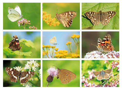 Vlinderkaarten | ansichtkaartenset van vlinders