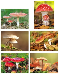 paddestoelen kaarten | ansichtkaarten set paddestoelen