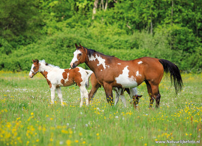 ansichtkaart paard met veulen