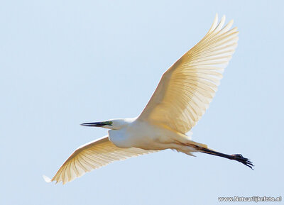 ansichtkaart grote zilverreiger