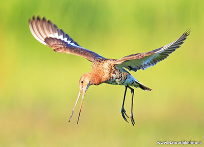 ansichtkaart nationale vogel - grutto