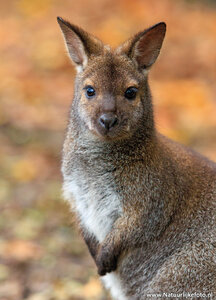 ansichtkaart Bennet wallaby