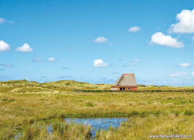 ansichtkaart schapenboet op Texel