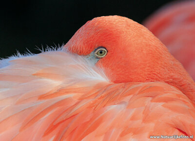 Flamingo kaart | flamingo ansichtkaart | flamingo postkaart