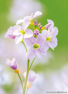 ansichtkaart pinksterbloemen