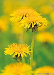 ansichtkaart paardenbloemen