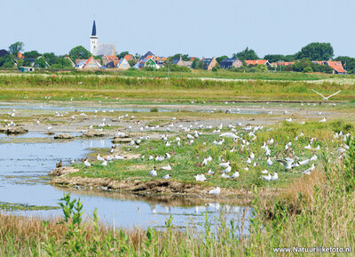 ansichtkaart de Petten op Texel