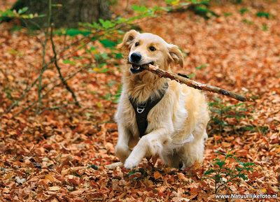 ansichtkaart Golden Retriever