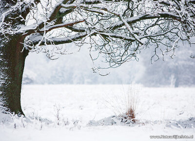 ansichtkaart winters landschap