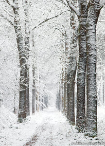 ansichtkaart winterslaantje