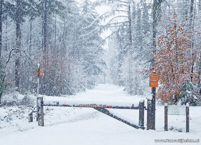 ansichtkaart winterslaantje met hek