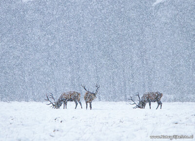 ansichtkaart Edelherten in de sneeuw