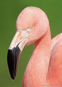 Flamingo kaart | flamingo ansichtkaart | flamingo postkaart