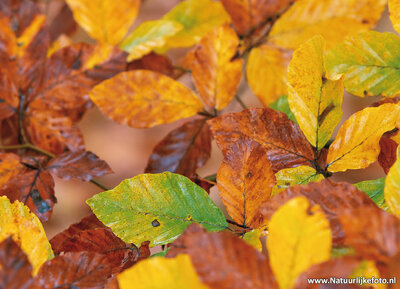 ansichtkaart herfstbladeren