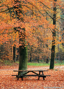 ansichtkaart herfstbankje