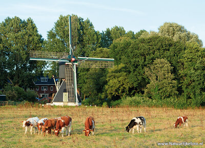 ansichtkaart Schoterveense molen - Haarlem