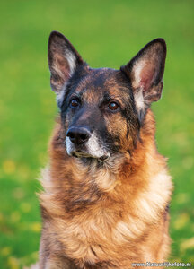 ansichtkaart hond - Duitse herder